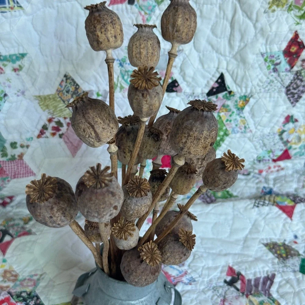 Rustic Dried Poppy Pod Arrangement in Galvanized Metal Milk Jug Farmhouse Decor